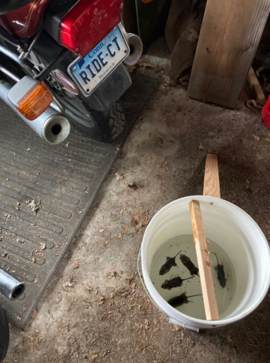 It has been roughly three weeks since an assault was made on the mice in the garage.