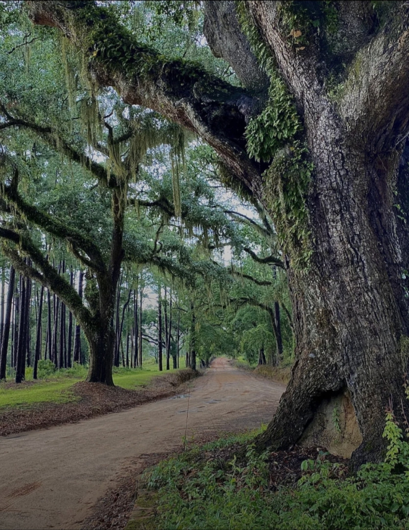 Old magnolia road