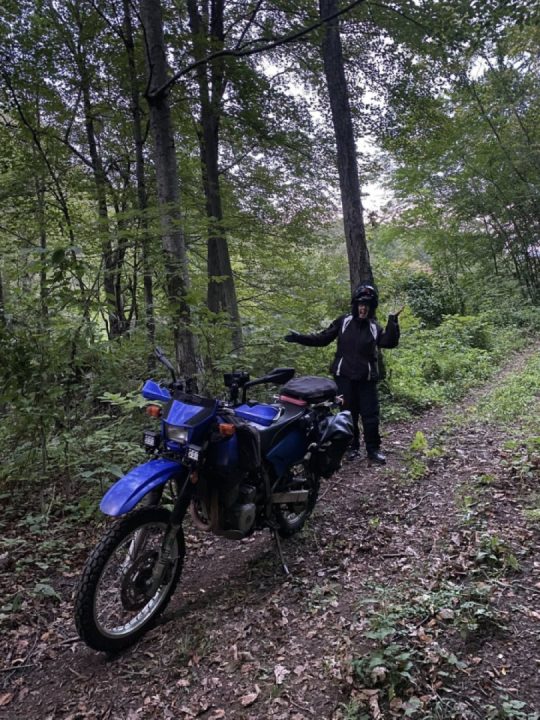 Wandering in the the woods