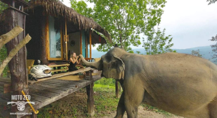 Breakfast with Elephants!