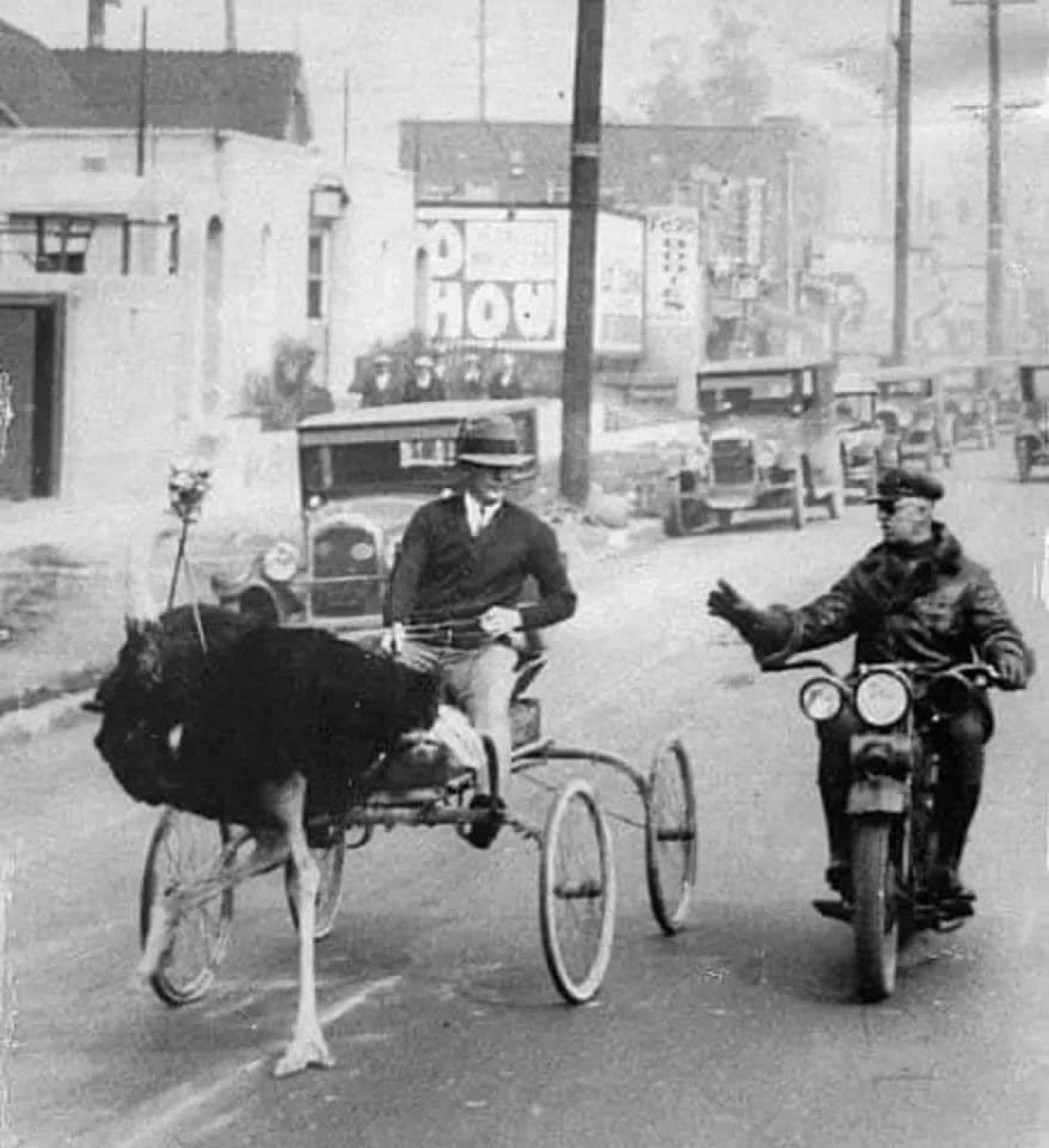 In Los Angeles, an ostrich pulled by an ostrich was pulled down by a police officer due to speeding