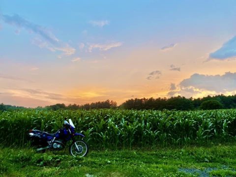 Mulberry Bushwhacking