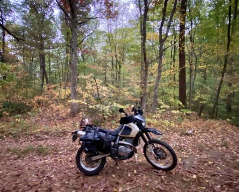 Grass fed and free ranging