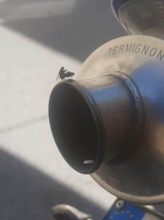 Shall I wait or shall I press the start button ? ?