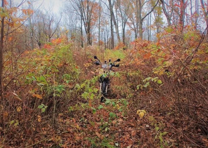 A native motorfly 😄