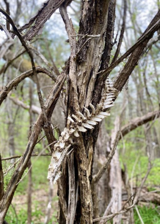 Bone tree?
