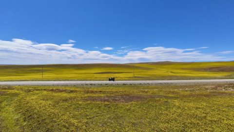 Sea of flowers a few days ago