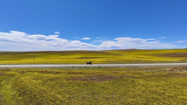 Sea of flowers a few days ago