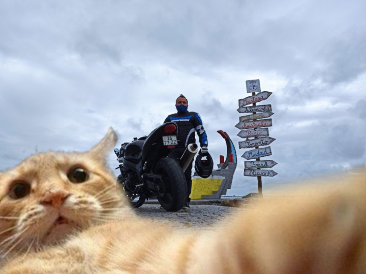 Selfie cat