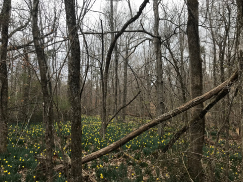 March 14. Day 316. Ride to Dawson Springs, KY for a little 2 mile hike in the Pennyrile Forest.