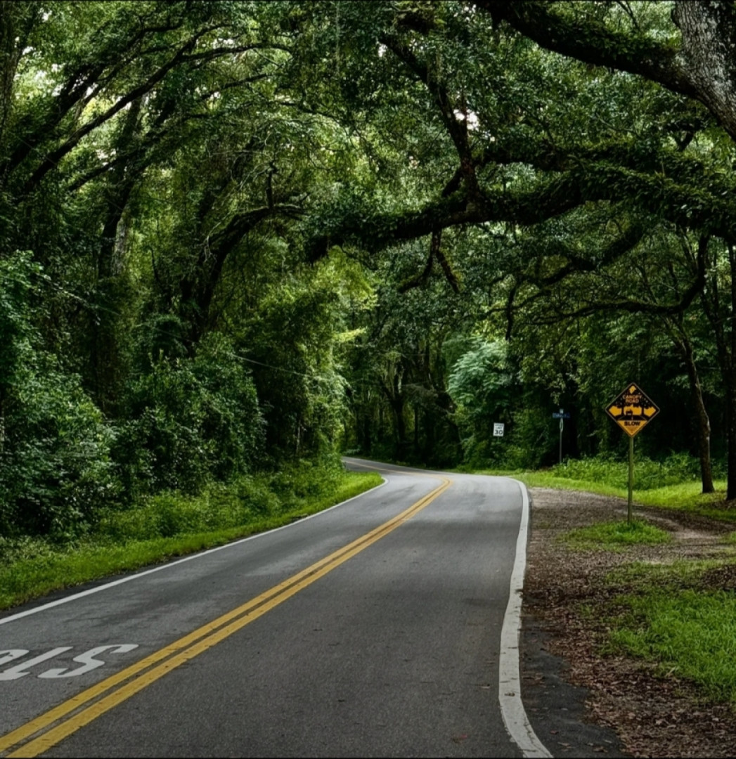 Canopy road in northern Florida