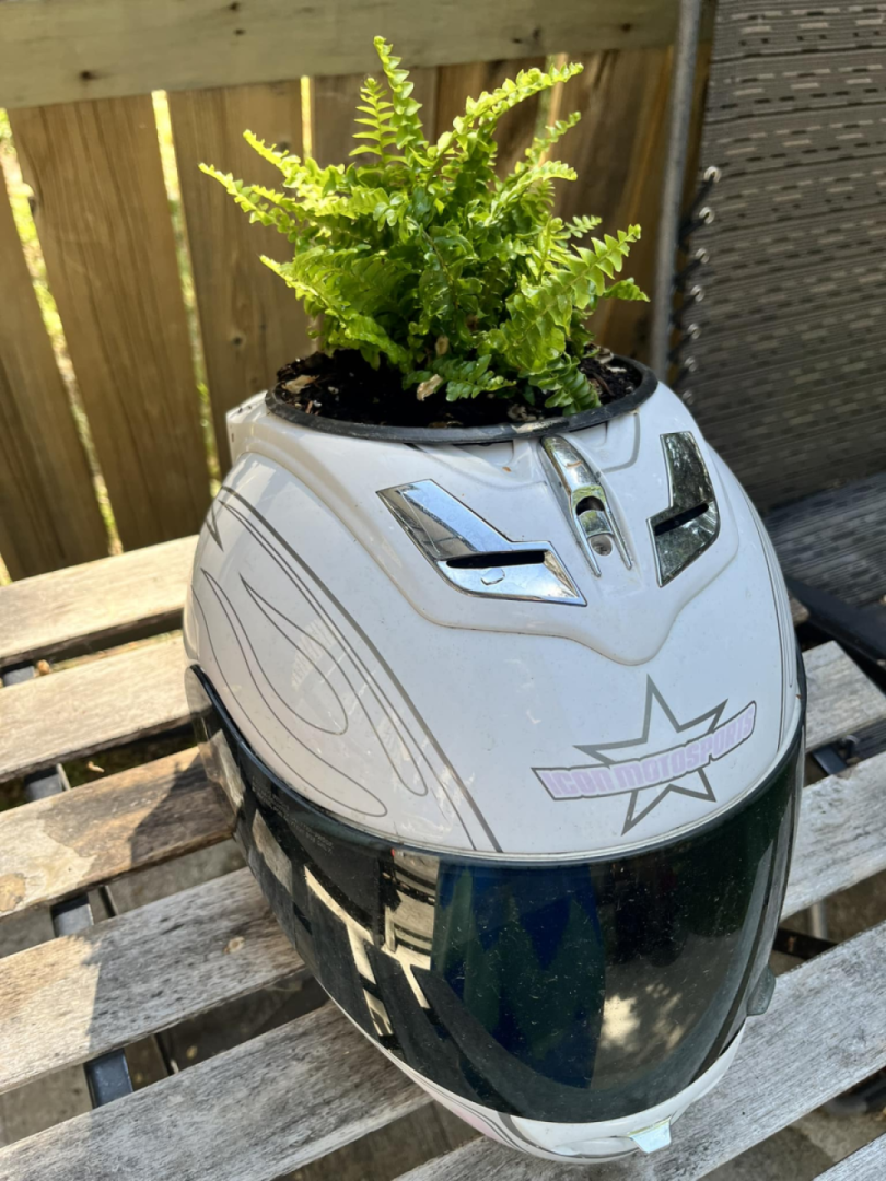 This year’s crash helmet planter features a fern. Going for a mohawk effect