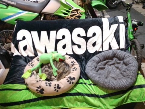 Missy the cat chilling out in Limey cave..