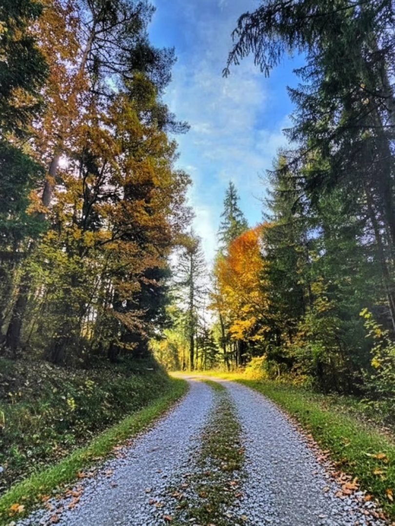 Autumn road