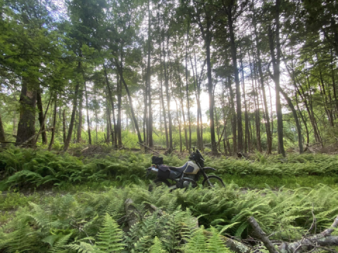 Flowing through the fernature