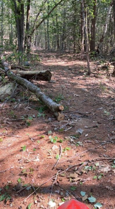 Hiding from the heat in the woods