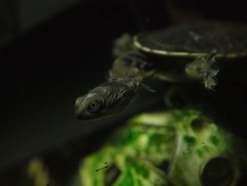 Little Ninja Turtle going well, loves guppies :)... imagine being born looking like you are 90!!!