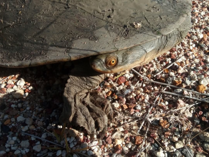 Always makes you feel good when you help a turtle cross the road...