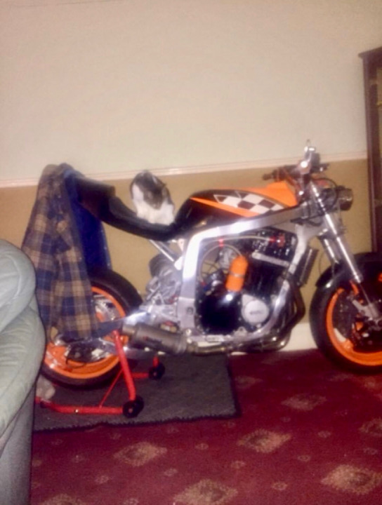 Keeping the bike safe guard cat.