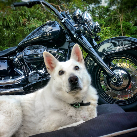 With the white warrior