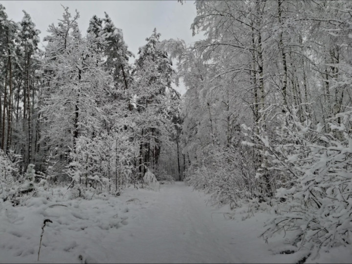 Ride in the winter forest