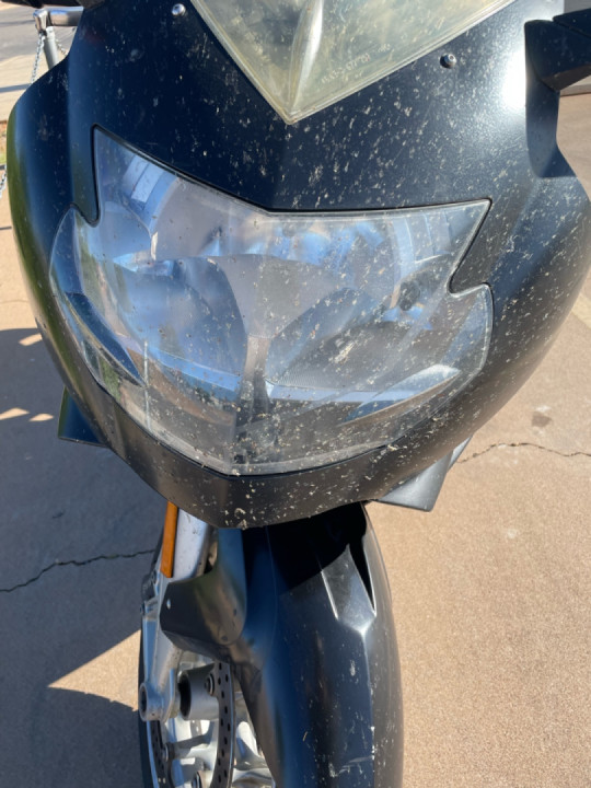 Bugs…frickin’ bugs..