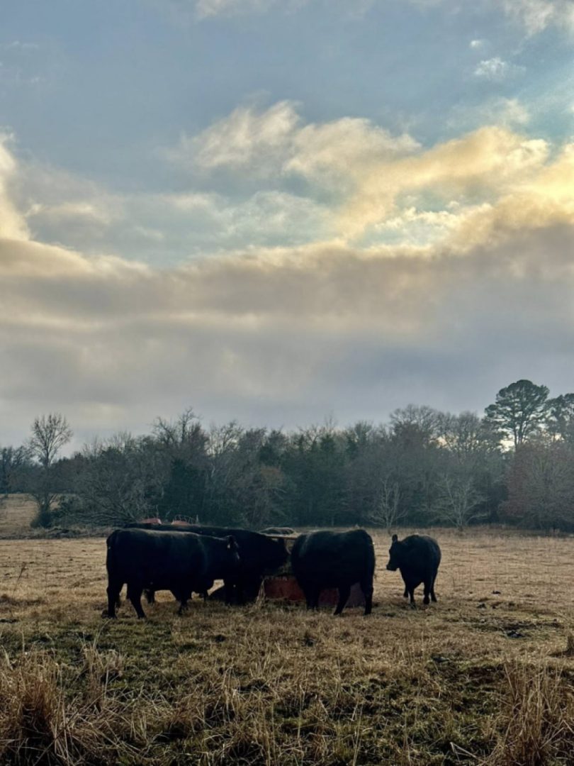 The Red Clay Stray got to play!The rain didn’t ruin my day. Got to help my Nieghbor too.