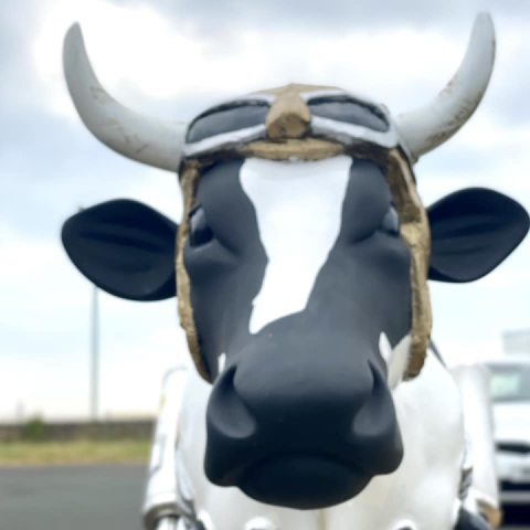 Gotta love a Cowasaki! ?️?