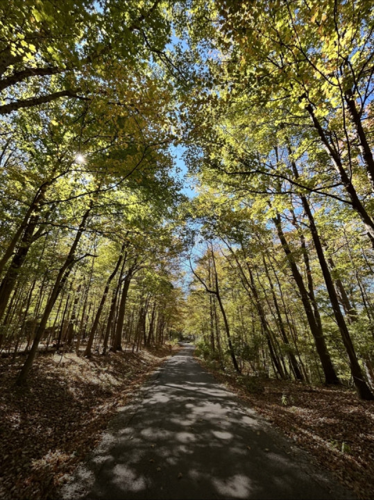 Fall colors in the forest