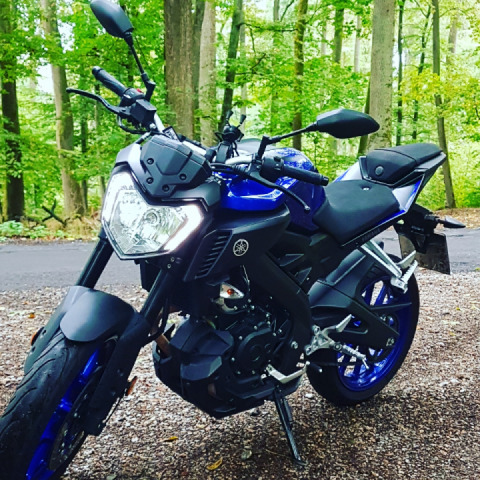 Found a huge forest?