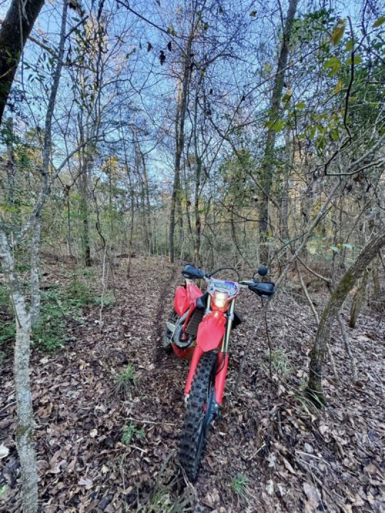 Аt Piney Woods Of East Texas