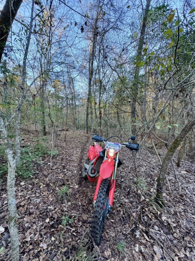 Аt Piney Woods Of East Texas