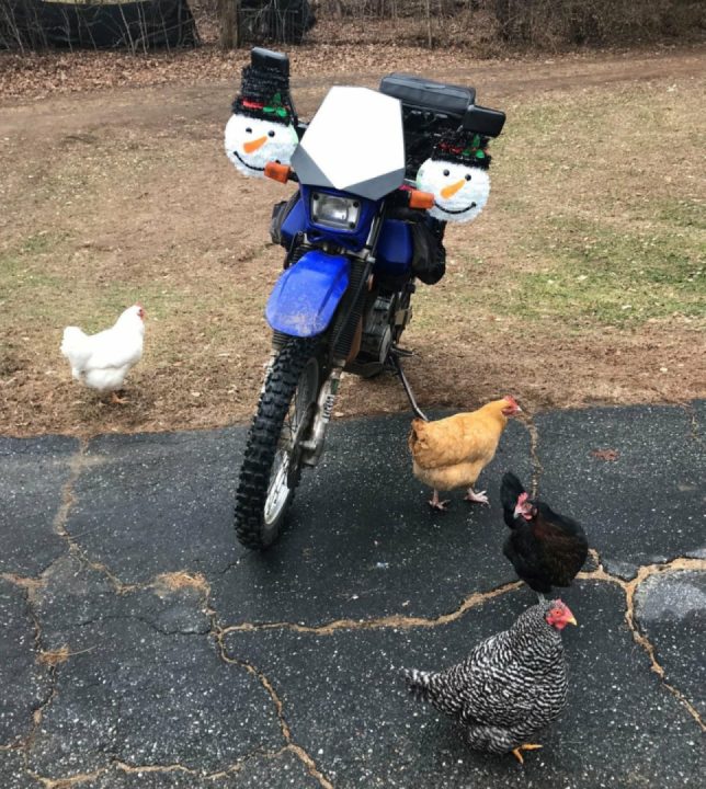 Pulled up and the locals came to say hi