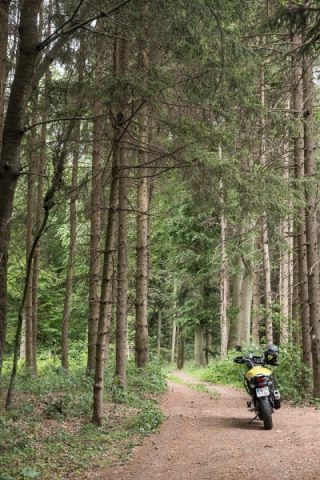 Into the Woods...and then...hot curd cheese strudel