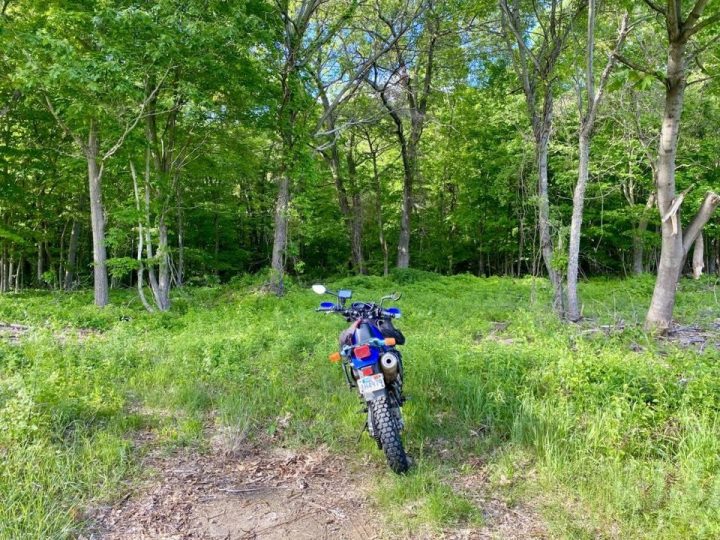 Out of the woods