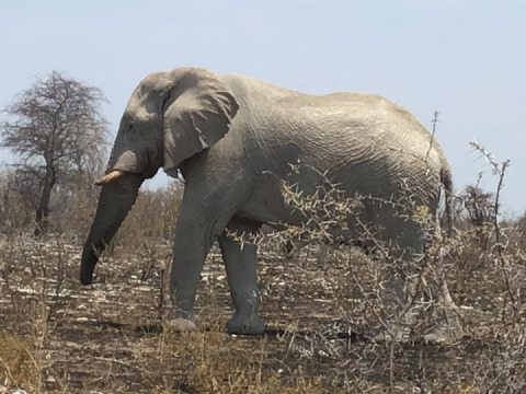 Africa from my Office window