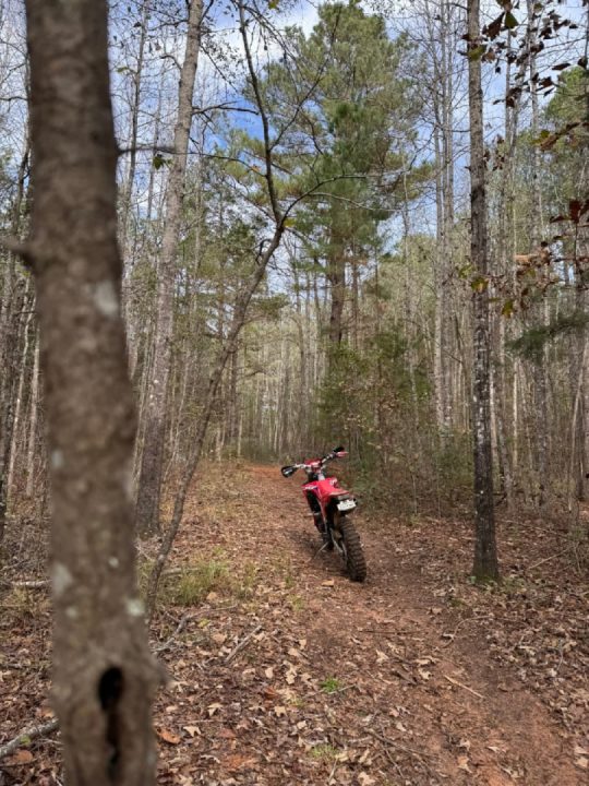 Texas National Forest today was brilliant. 35° when I started. 45° after the second lap