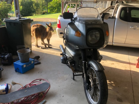 Old skip has taken a liking to my shed lately.