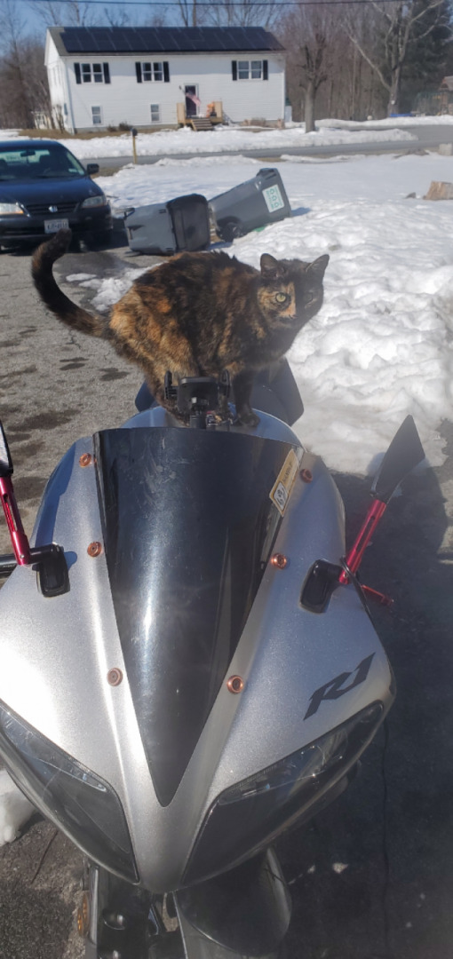 Even the cat loves the R1