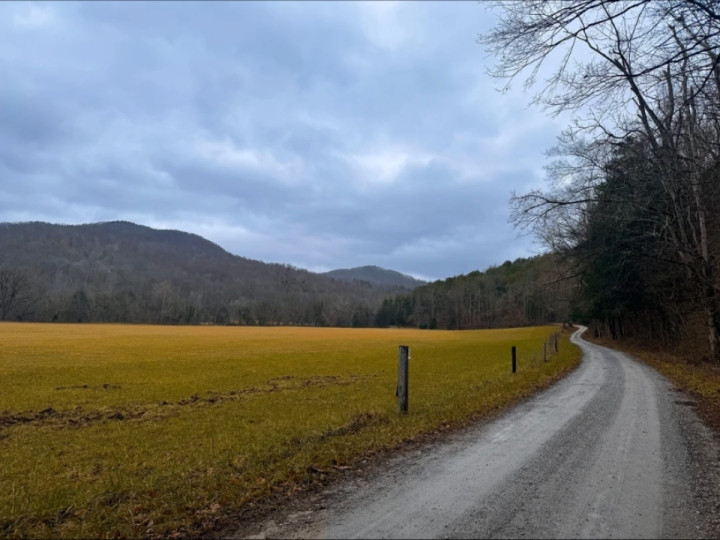 A serene drive through cold forests