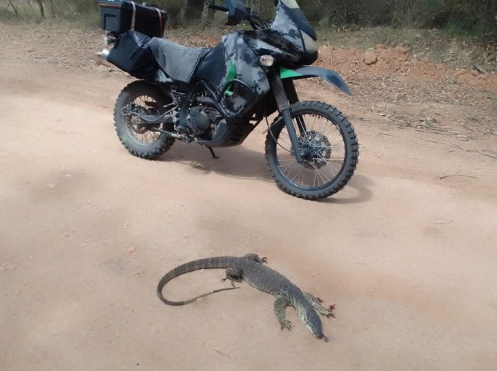 Came across this dead Goanna, it was so fresh I could tell it had just been hit