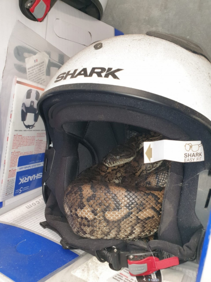 Safety First! Snake In Bike Helmet! haha