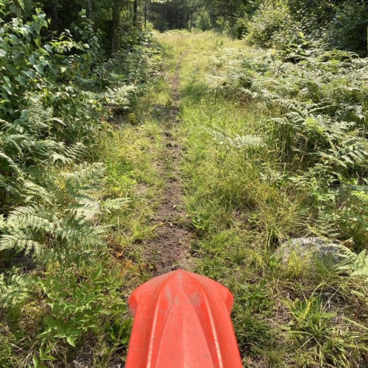 Forest paths