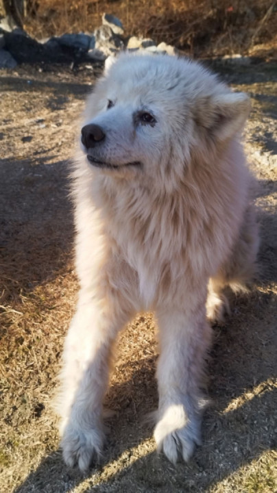 Sopotnica Waterfalls