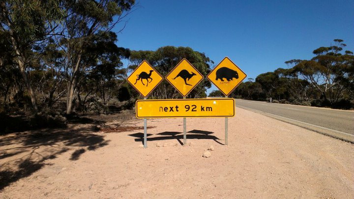 Watch out for camels, kangaroos and wombats!