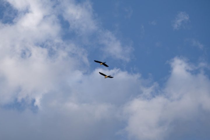 Тhe Campsite Refugio Tricahue rightfully bears its name  Such funny critters!