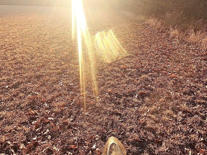 Golden globe trotting again