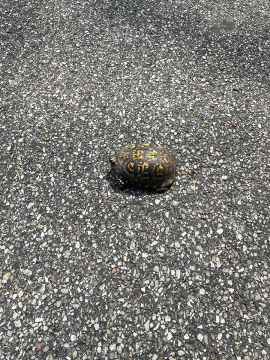 Stopped to help a turtle cross the road??