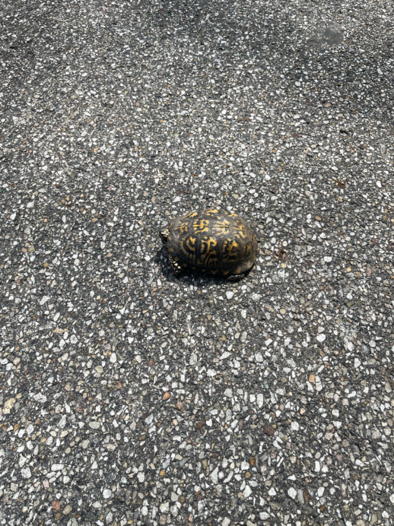 Stopped to help a turtle cross the road
