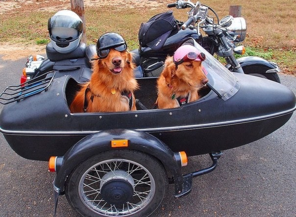 Dog in a sales helmet